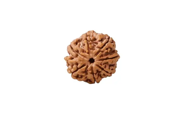7 Mukhi Rudraksha | Original Saat Mukhi Rudraksha Beads with Lab Certificate