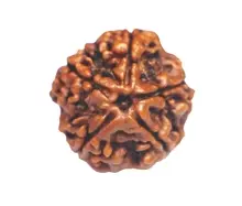 Original 5 Mukhi Rudraksha Bead | Certified Five Mukhi Rudraksha for Men & Women | Panchmukhi Rudraksha for Health, Peace & Prosperity